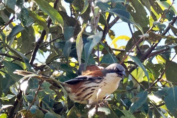 Grey-crowned Crocias