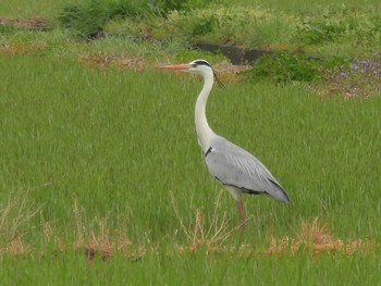 Grey Heron 備中高松城跡 Tue, 4/9/2024