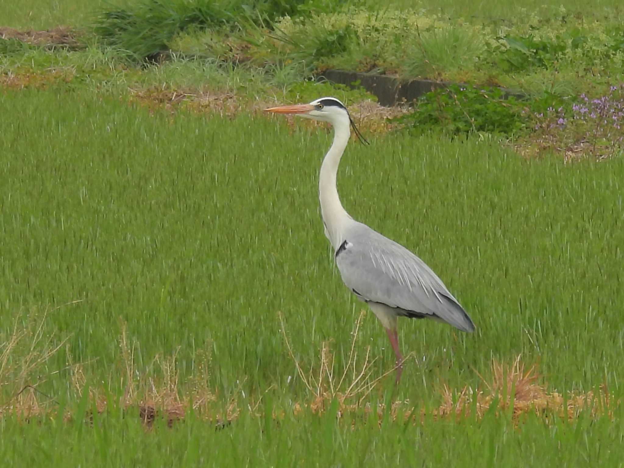 Grey Heron