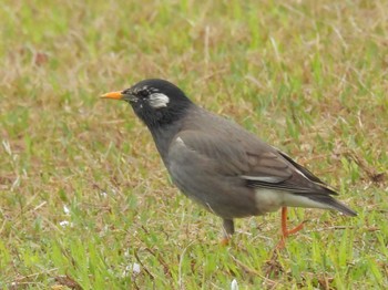 White-cheeked Starling 備中高松城跡 Tue, 4/9/2024