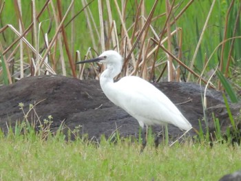 Little Egret 備中高松城跡 Tue, 4/9/2024