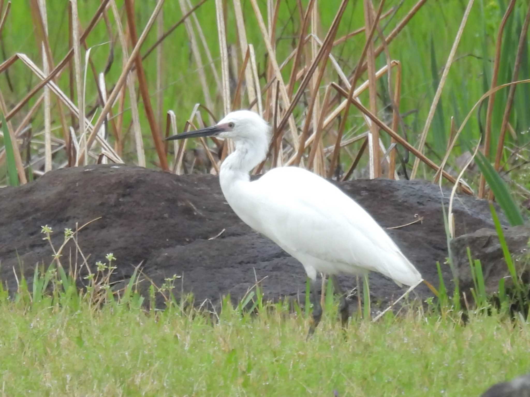 Little Egret