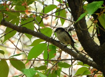 Long-tailed Tit 東京都立小金井公園 Thu, 4/11/2024