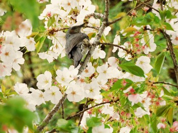 Brown-eared Bulbul 東京都立小金井公園 Thu, 4/11/2024