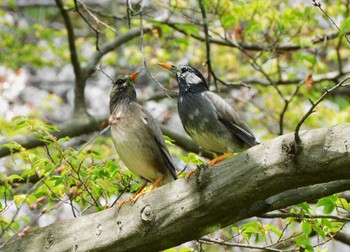 White-cheeked Starling 東京都立小金井公園 Thu, 4/11/2024