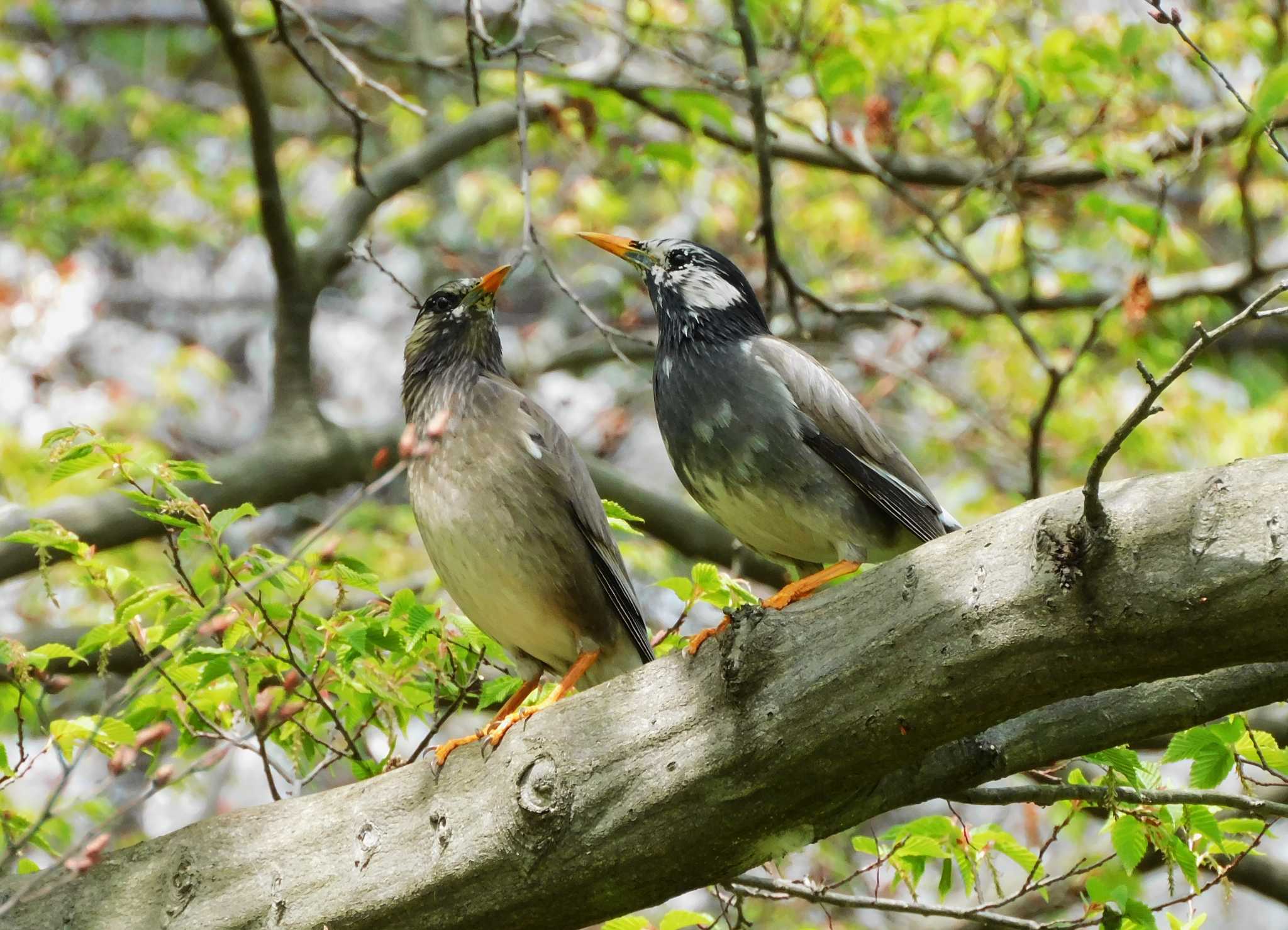 White-cheeked Starling