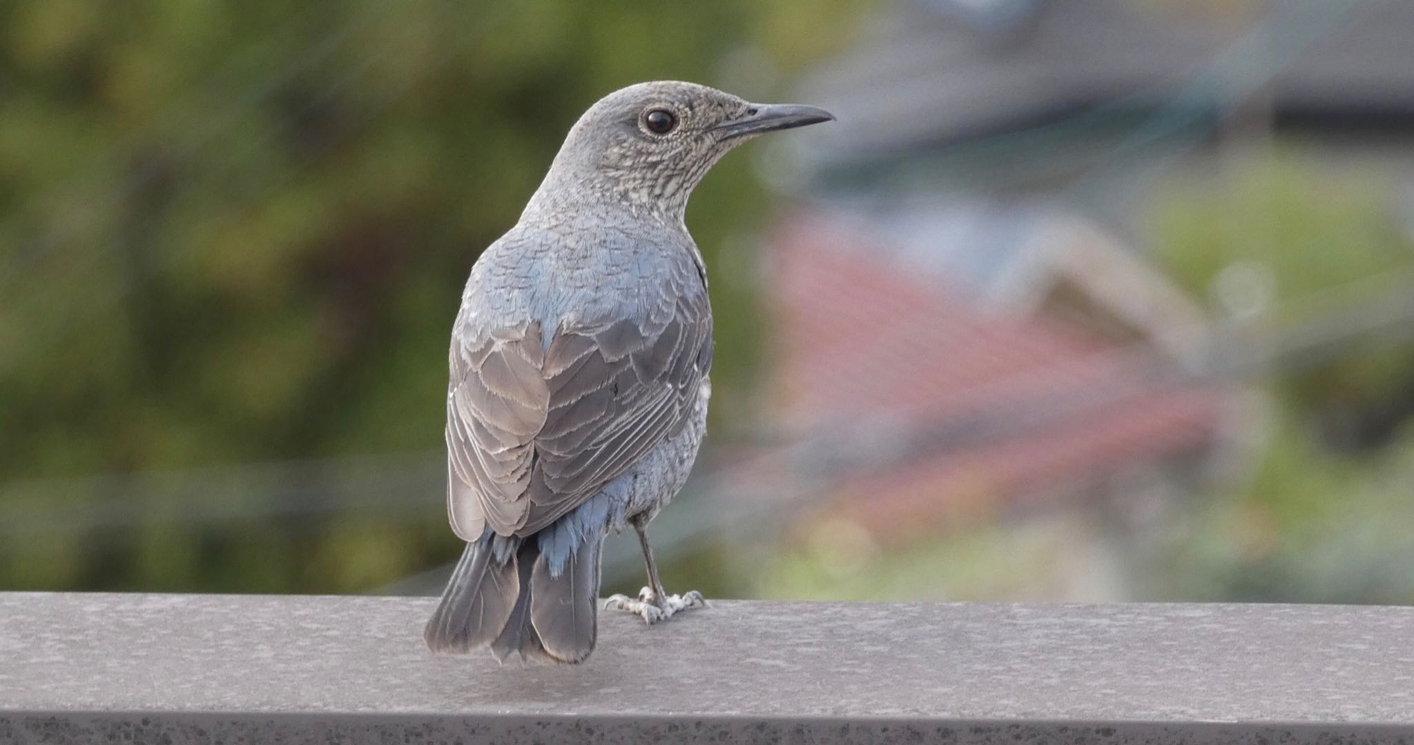 Blue Rock Thrush