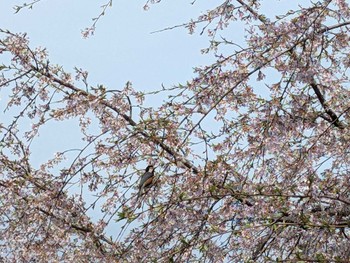 Varied Tit 吉野山 Sat, 4/6/2024