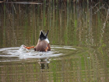 Northern Shoveler Kasai Rinkai Park Thu, 4/11/2024