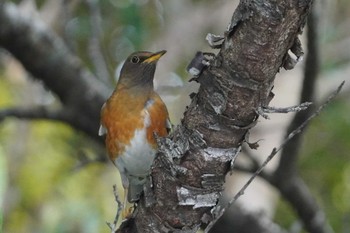 Brown-headed Thrush Amami Nature Observation Forest Sun, 3/24/2024