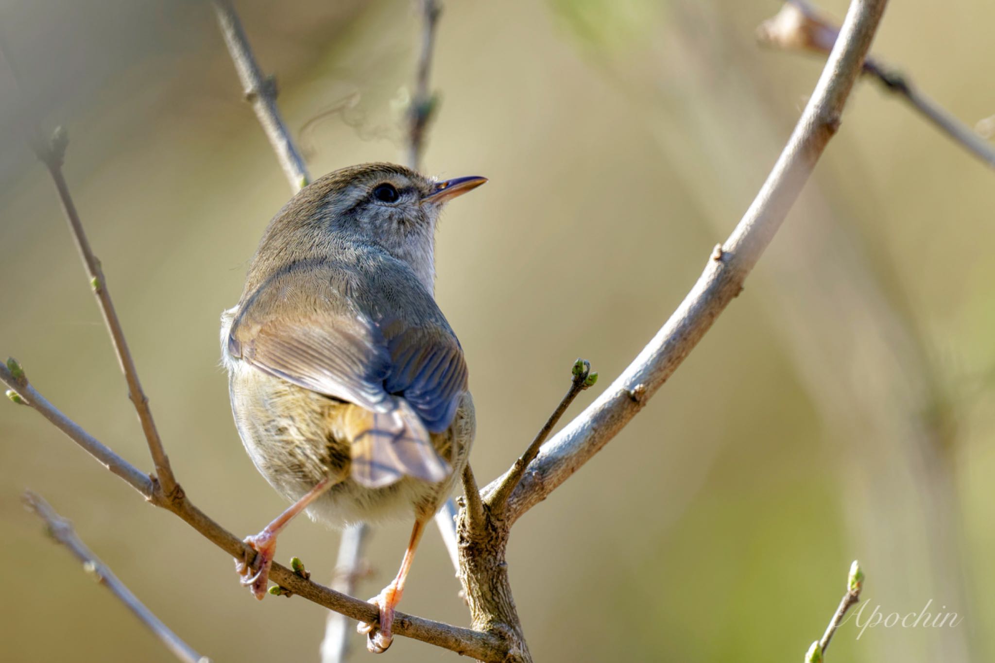 Photo of Japanese Bush Warbler at Maioka Park by アポちん