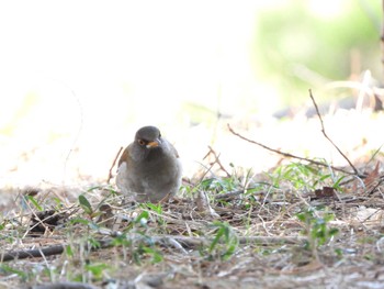 Pale Thrush 八柱霊園 Wed, 3/20/2024