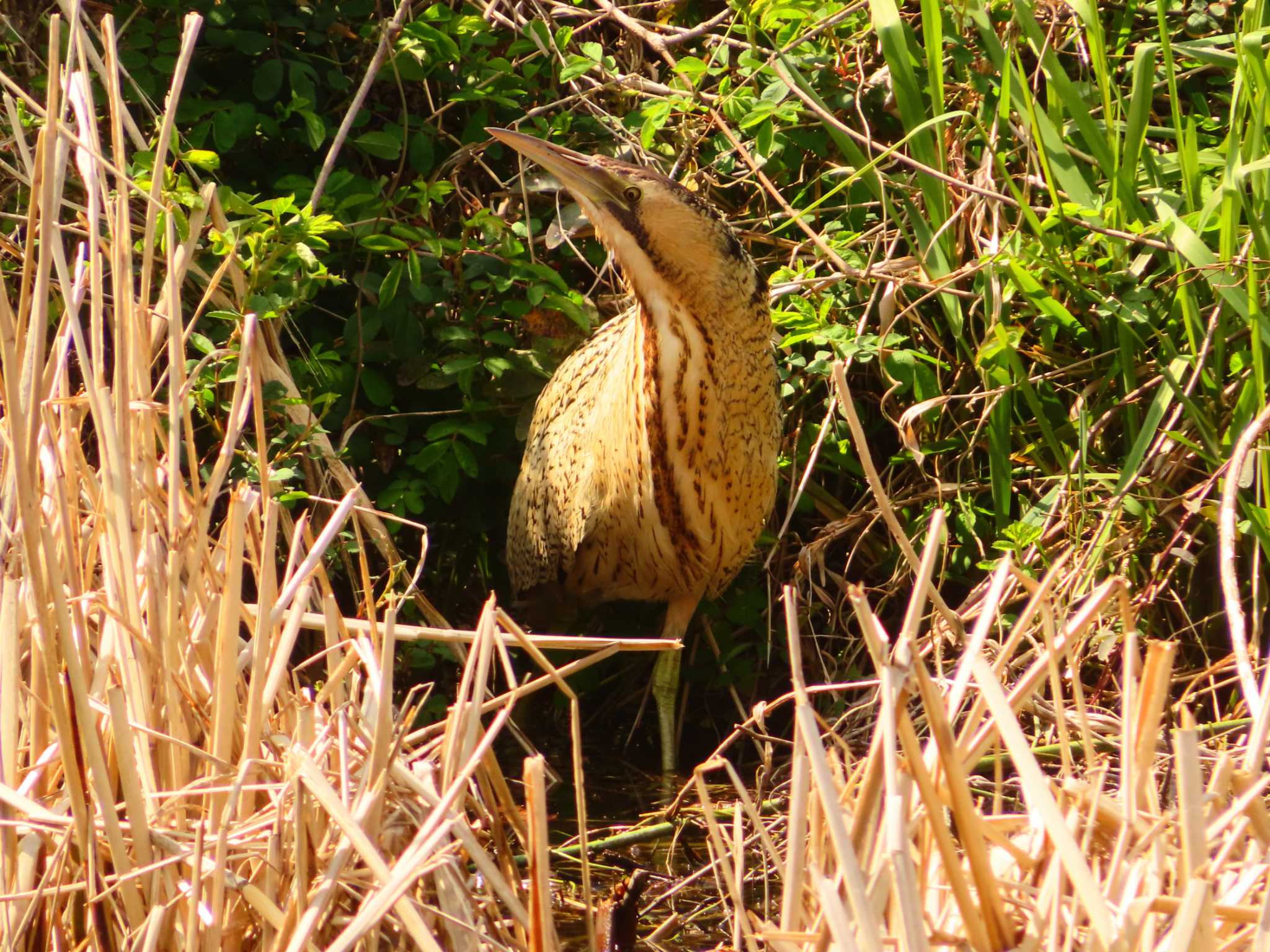 Eurasian Bittern