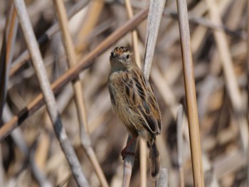 Zitting Cisticola 多摩川 Sat, 3/30/2024