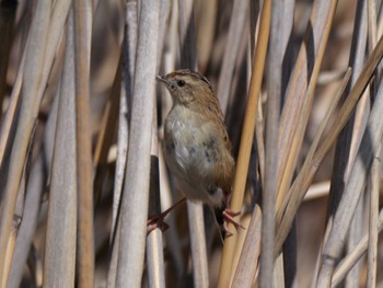 Zitting Cisticola 多摩川 Sat, 3/30/2024