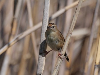 Zitting Cisticola 多摩川 Sat, 3/30/2024