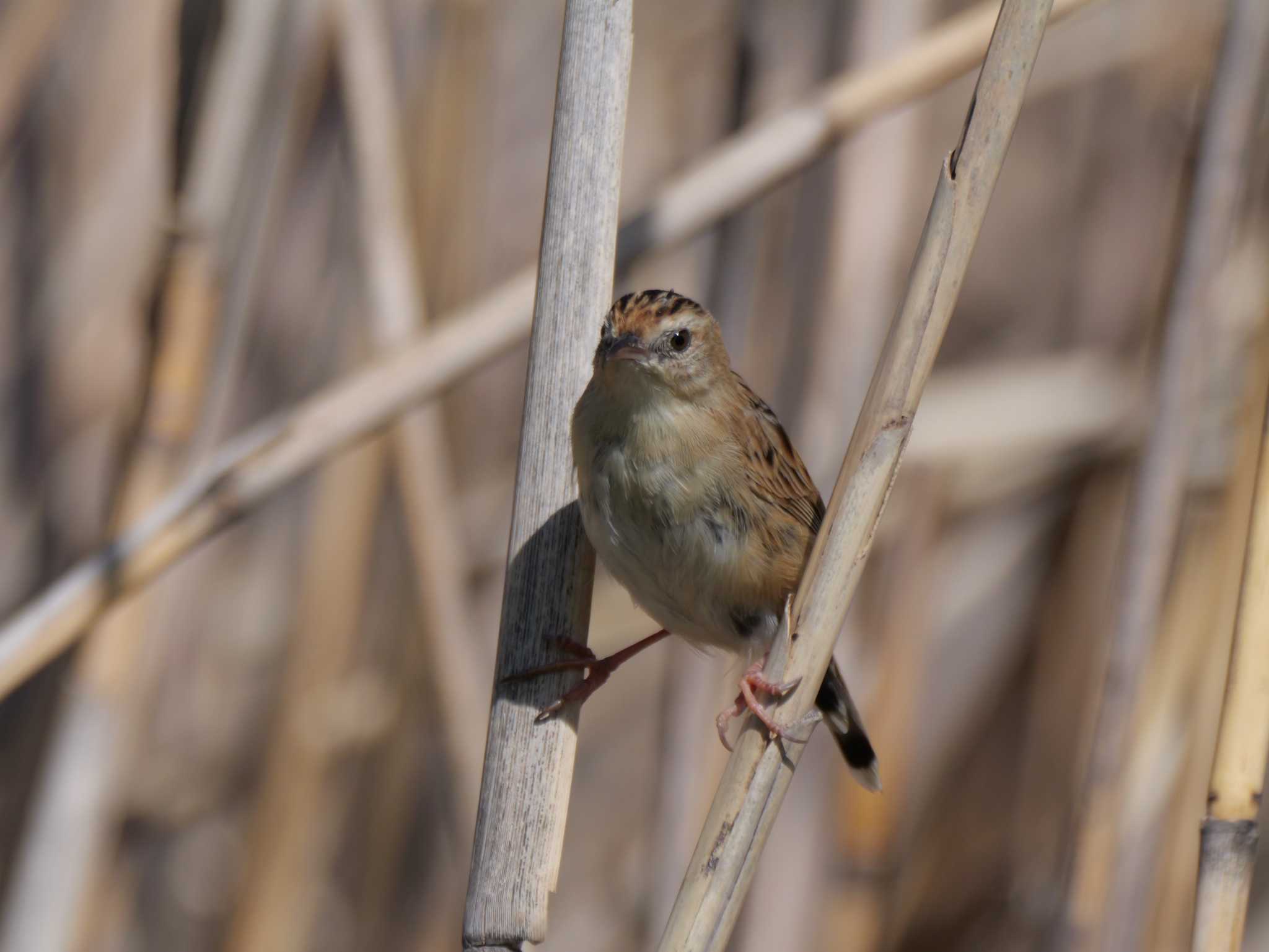 セッカ・オス3態。　飛び去る前の最後の1枚。　　（原画です） by little birds