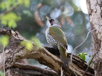 Japanese Green Woodpecker Kodomo Shizen Park Thu, 4/11/2024
