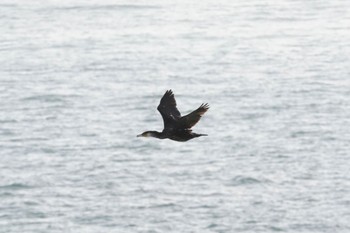 Japanese Cormorant 白崎海洋公園展望台 Fri, 3/29/2024