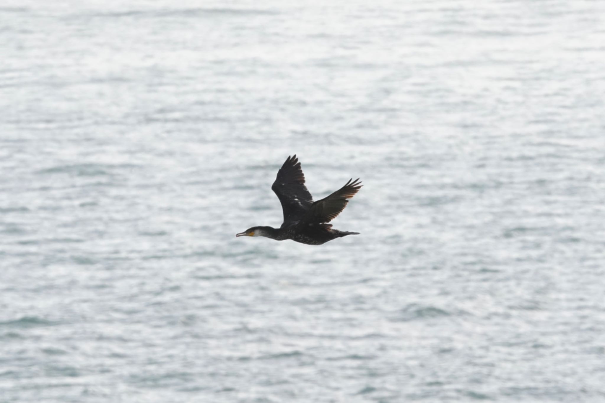 Photo of Japanese Cormorant at 白崎海洋公園展望台 by アサシン