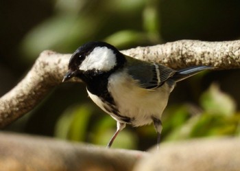 2024年4月10日(水) 小幡緑地の野鳥観察記録