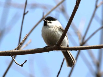 ハシブトガラ 千歳市サーモンバーク 2024年4月11日(木)