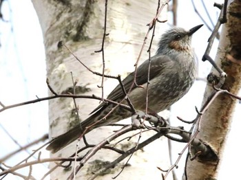 Brown-eared Bulbul 千歳市サーモンバーク Thu, 4/11/2024