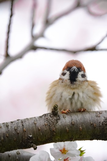 Eurasian Tree Sparrow 佐保川 Mon, 4/8/2024