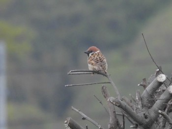 Eurasian Tree Sparrow 備中高松城跡 Tue, 4/9/2024