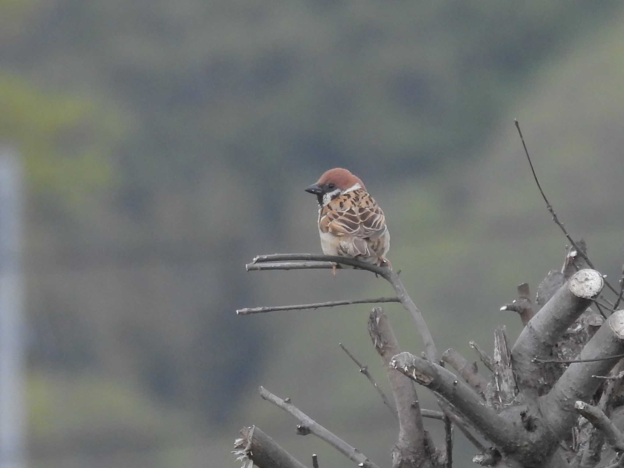 Eurasian Tree Sparrow