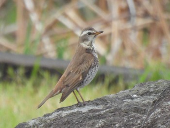 Dusky Thrush 備中高松城跡 Tue, 4/9/2024