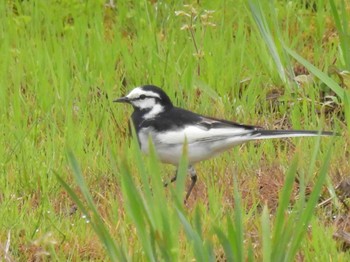 White Wagtail 備中高松城跡 Tue, 4/9/2024