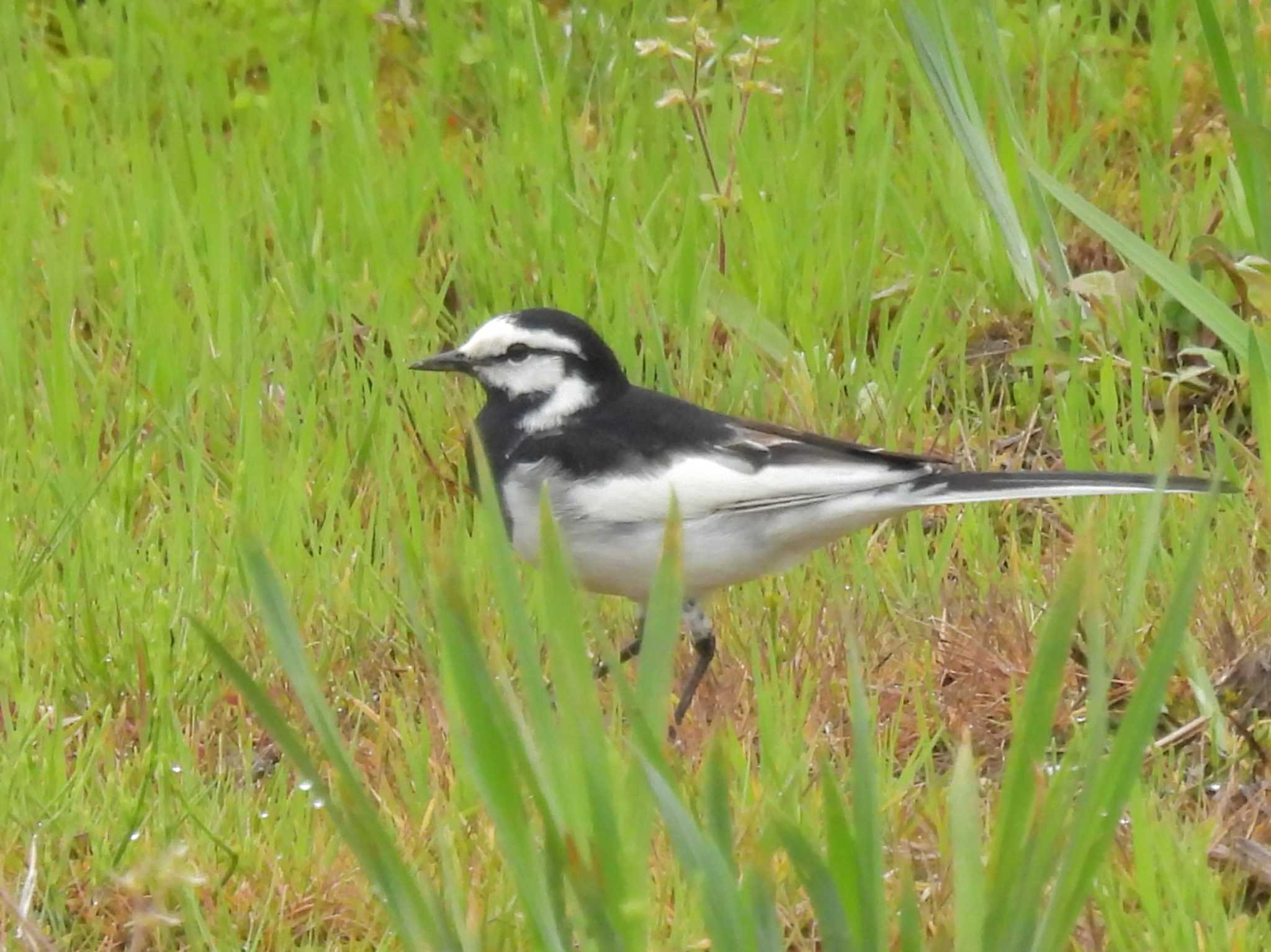 White Wagtail