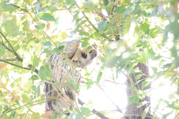 Long-eared Owl 神奈川　寒川 Sat, 3/30/2024