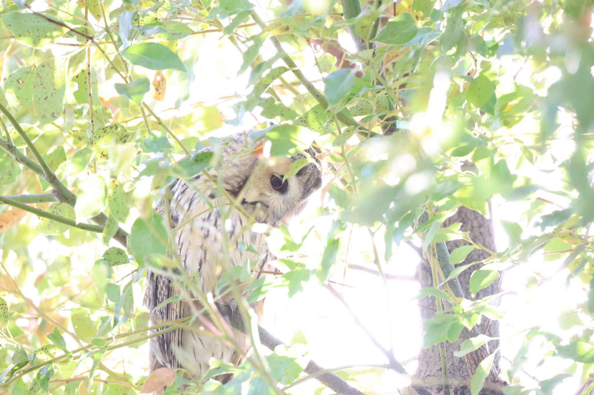 神奈川　寒川 トラフズクの写真 by mamama09R7