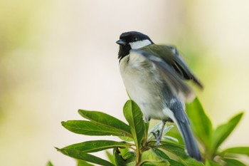 Japanese Tit 善福寺公園 Thu, 4/11/2024