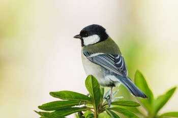 Japanese Tit 善福寺公園 Thu, 4/11/2024