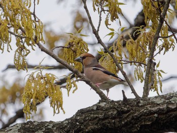 Hawfinch 横浜市立金沢自然公園 Thu, 4/11/2024