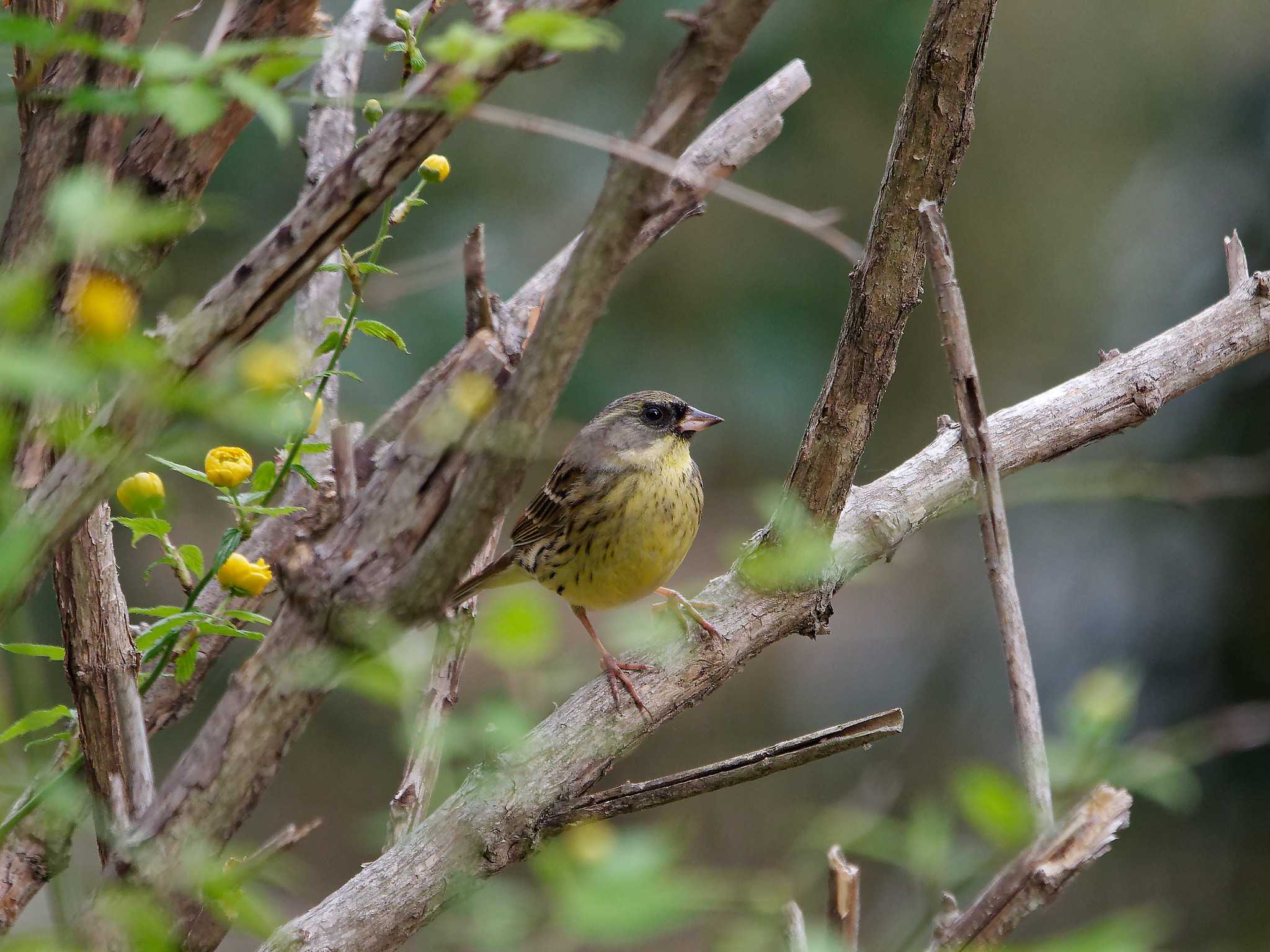 Photo of Masked Bunting at 横浜市立金沢自然公園 by しおまつ
