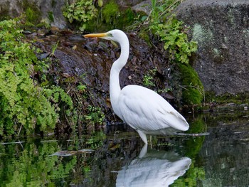 Great Egret 横浜市立金沢自然公園 Thu, 4/11/2024