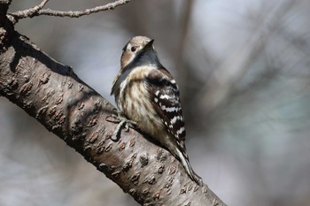 Japanese Pygmy Woodpecker Osaka castle park Sun, 3/10/2024