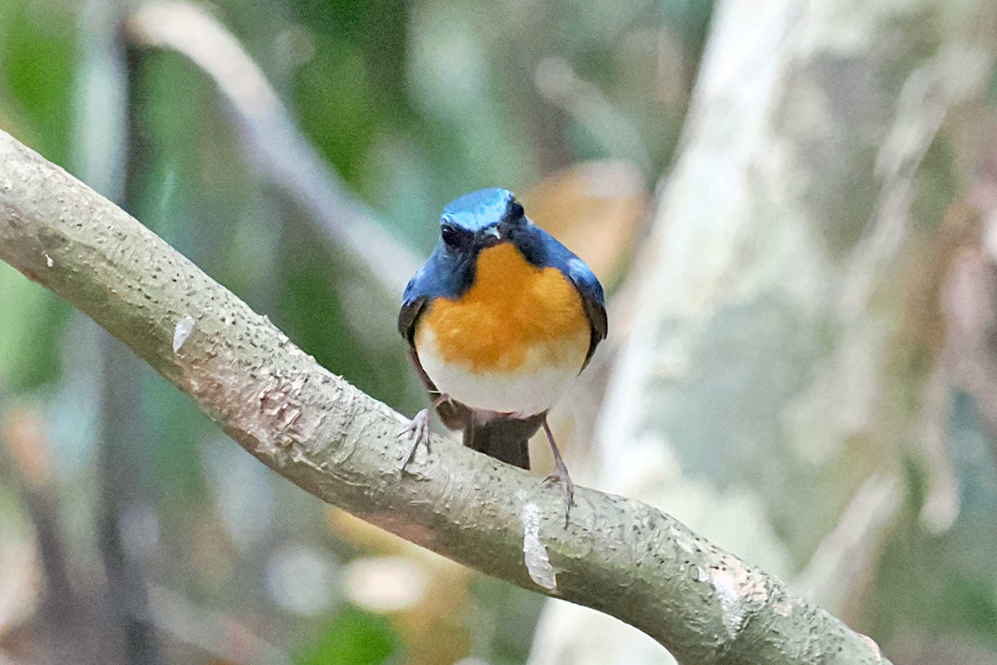 ベトナム シナヒメアオヒタキの写真 by 藤原奏冥