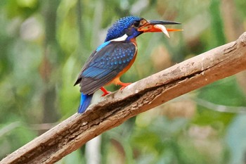 ルリカワセミ ベトナム 2024年4月3日(水)