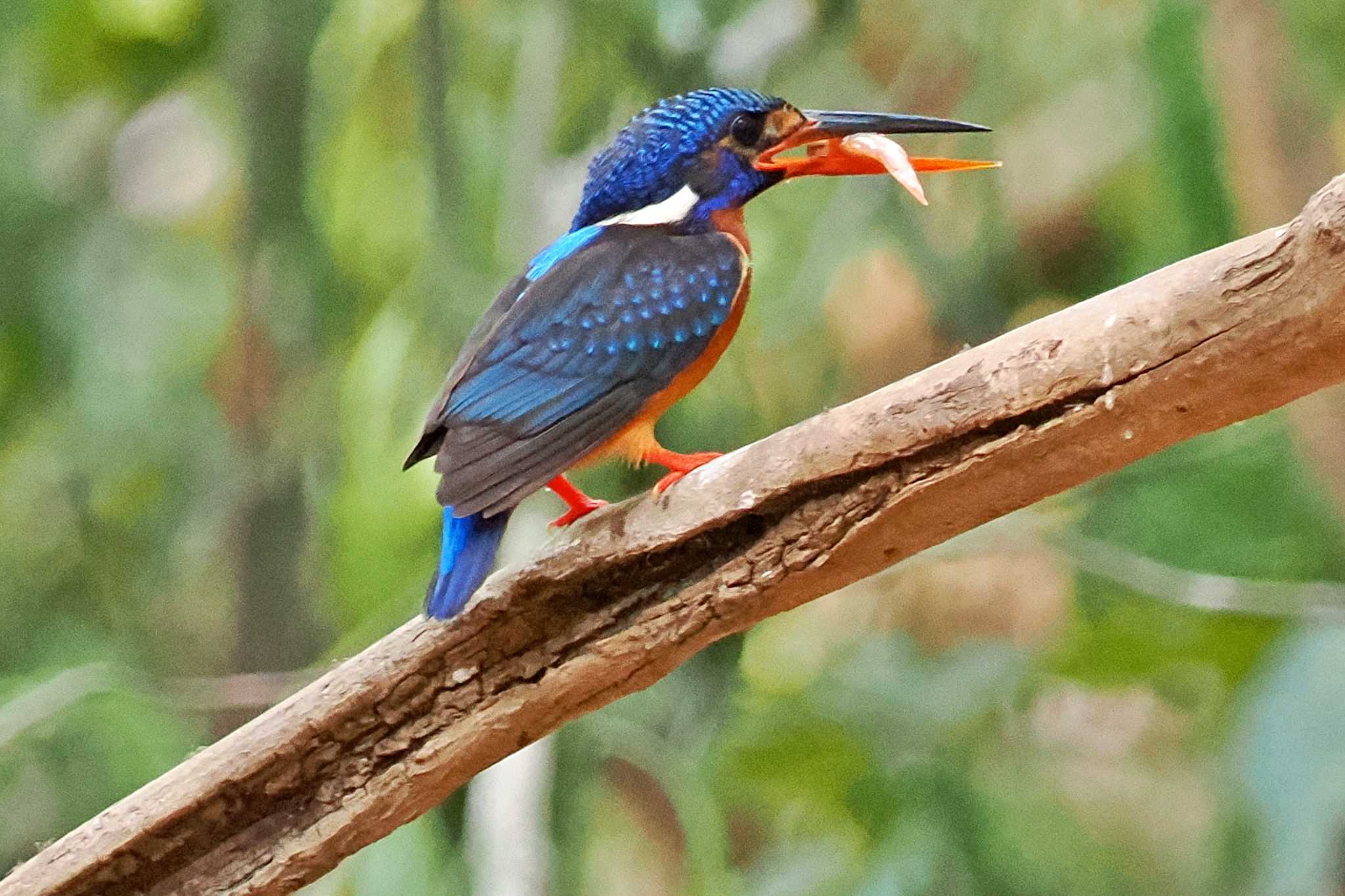 Photo of Blue-eared Kingfisher at ベトナム by 藤原奏冥