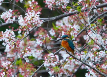 Common Kingfisher 横浜市 Thu, 4/11/2024