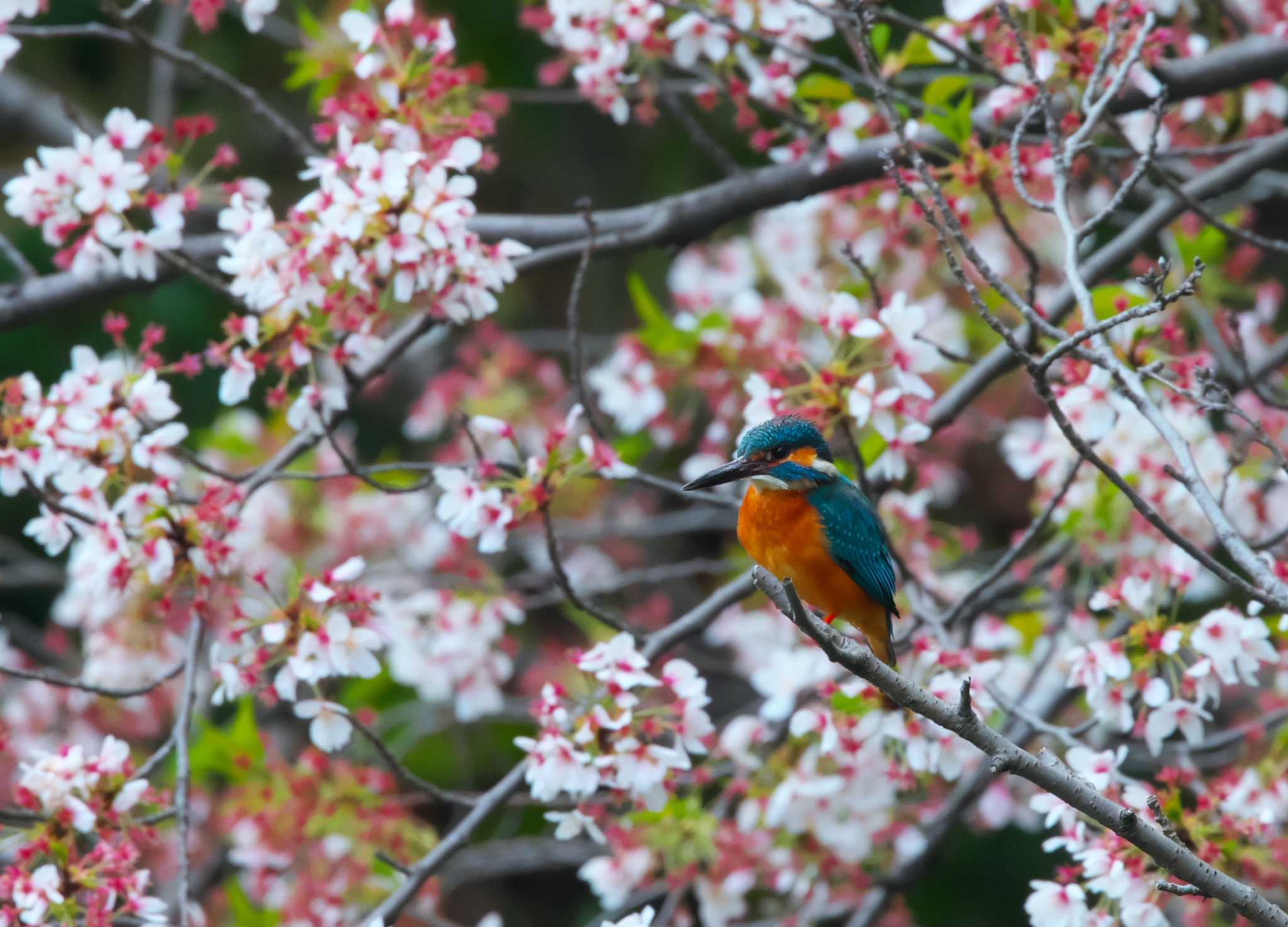 Photo of Common Kingfisher at 横浜市 by snipe