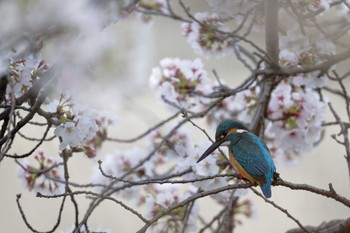 カワセミ 甲府市 2024年4月6日(土)