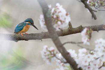 Common Kingfisher 甲府市 Sat, 4/6/2024