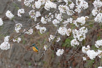 Common Kingfisher 甲府市 Sun, 4/7/2024