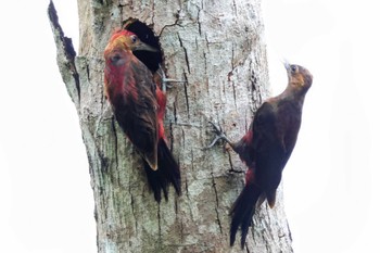 Okinawa Woodpecker Hijiotaki Sat, 4/6/2024